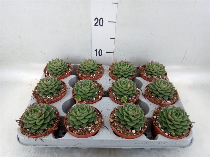 <h4>Echeveria ...</h4>