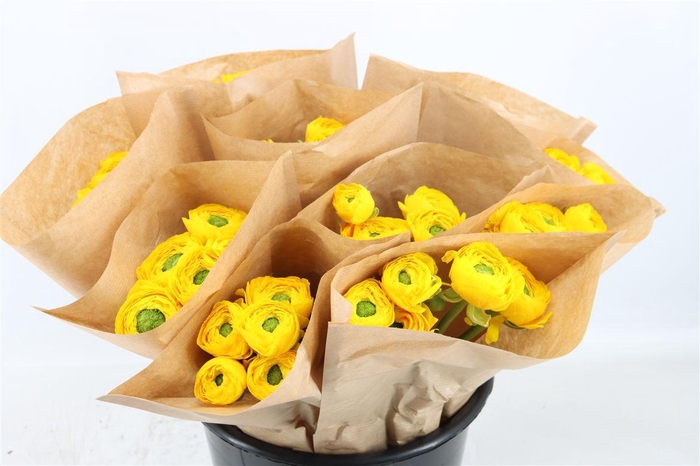 <h4>Ran Cloni Ex Omega</h4>