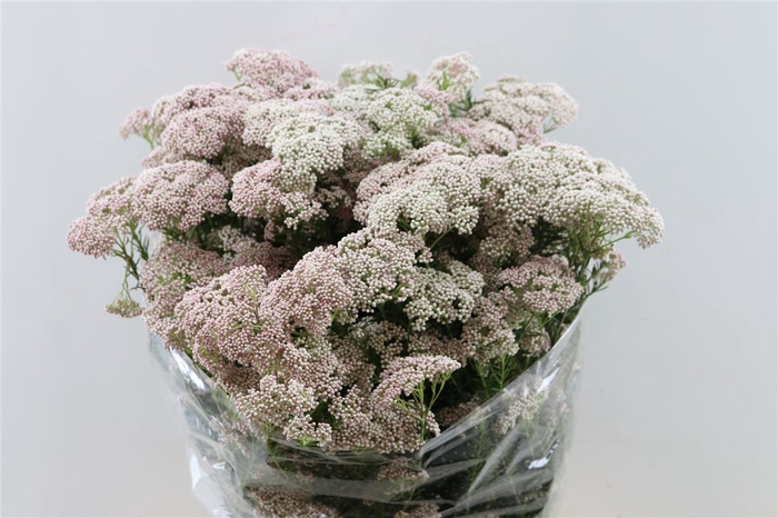 Riceflower Pink Per Bunch