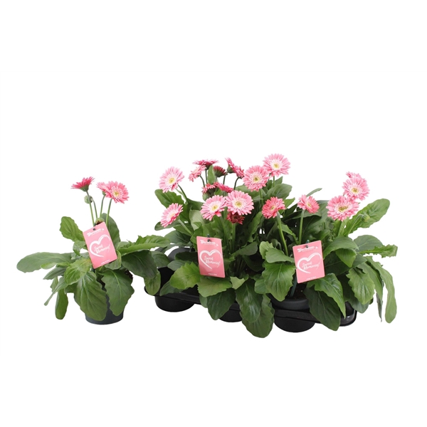 <h4>Gerbera Garvinea Sweet Memories</h4>