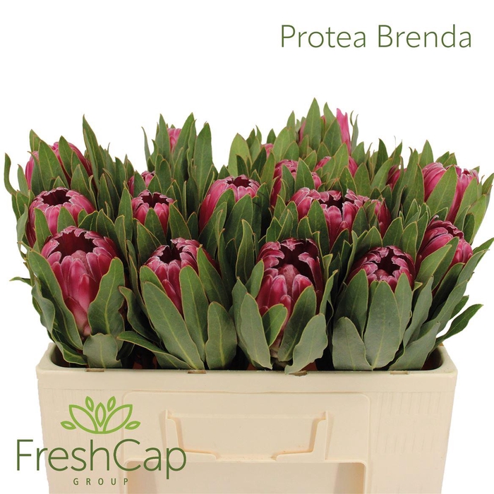 <h4>Protea 'Brenda'</h4>