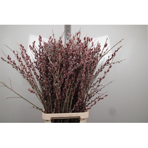 Salix Red Passion Spray