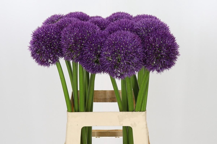 <h4>Allium Pinball Wizard</h4>