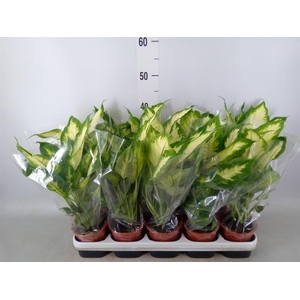 Dieffenbachia 'Camilla'