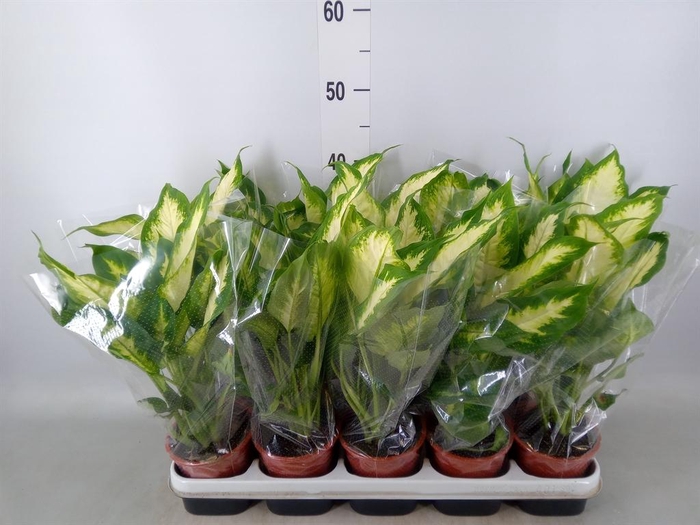<h4>Dieffenbachia 'Camilla'</h4>