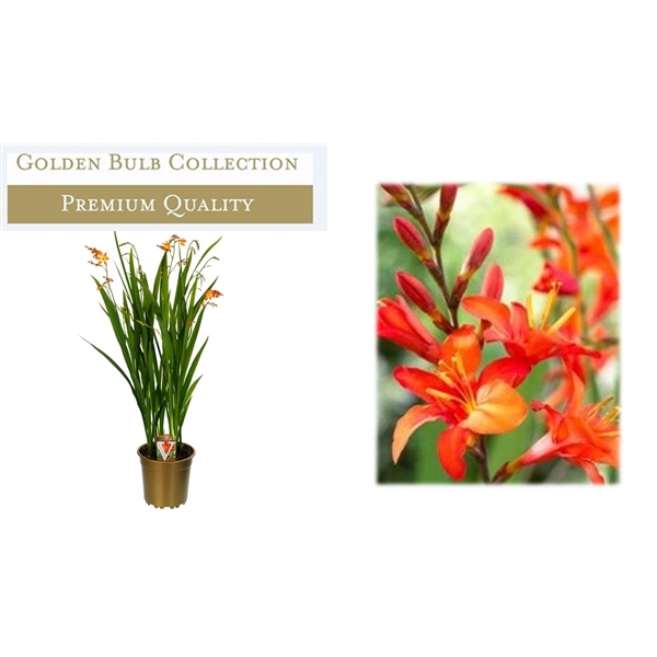 <h4>Crocosmia Briljant</h4>