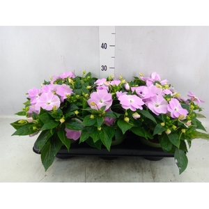 Impatiens NG 'Tamarinda Violet'