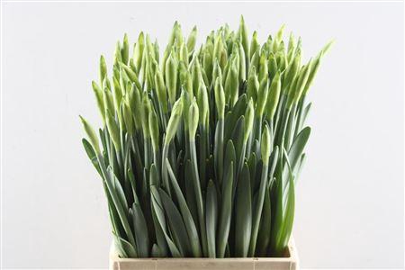 <h4>Narc T Las Vegas</h4>