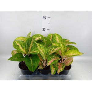 Aglaonema   ...