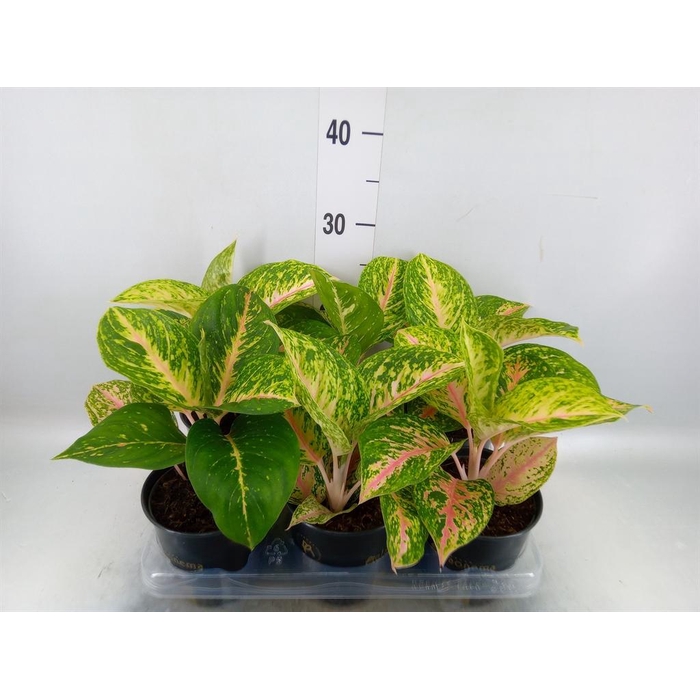 <h4>Aglaonema   ...</h4>