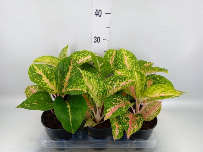 Aglaonema   ...