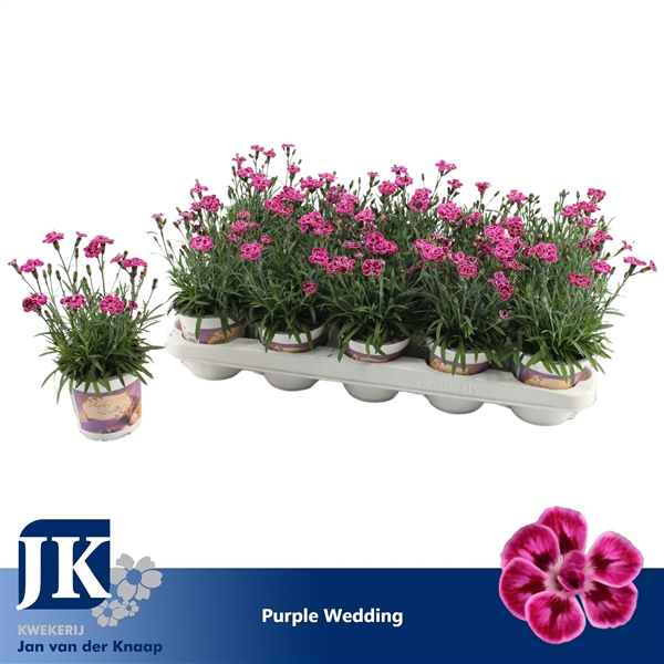 <h4>Dianthus Purple Wedding</h4>