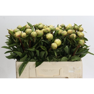 Paeonia Claire de la Lune