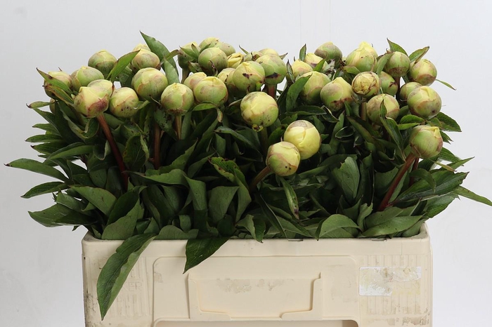 <h4>Paeonia Claire de la Lune</h4>