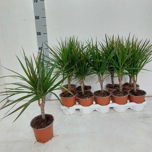 DRA MARGINATA