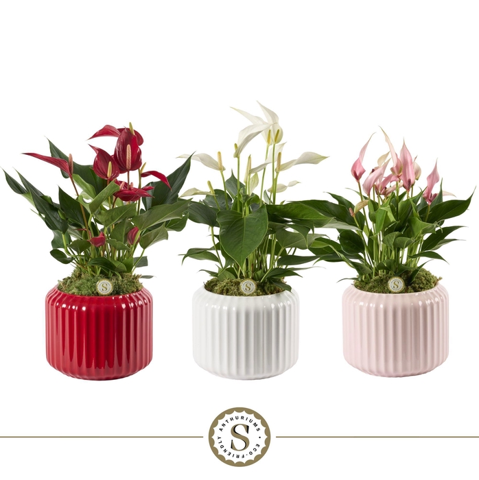 <h4>Bologna Keramiek Mix - Mille Fleurs Cava Roja Lilli</h4>