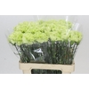 Dianthus St Lady Moe