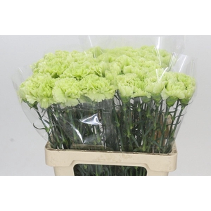 Dianthus St Lady Moe