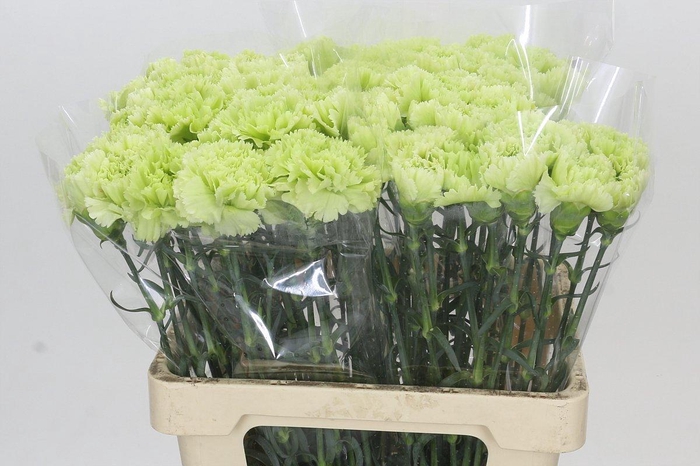 <h4>Dianthus St Lady Moe</h4>