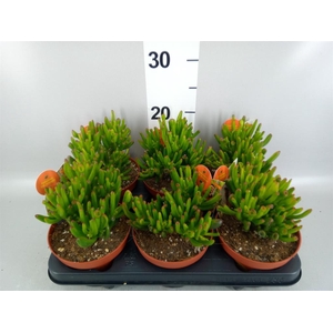 Crassula ovata 'Horn Tree'