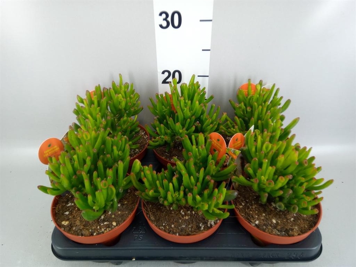 <h4>Crassula ovata 'Horn Tree'</h4>