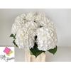 HYDR PREMIUM WHITE Tessa