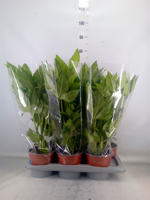 <h4>Fatsia japonica   ...</h4>