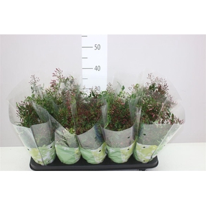 Jasminum Passion Struik 200+