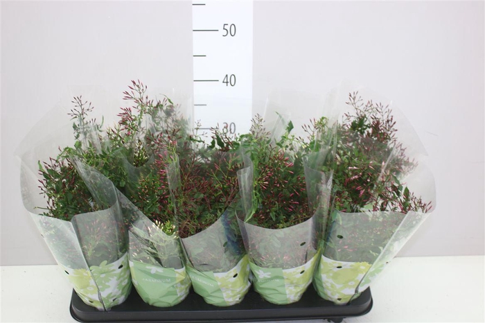 <h4>Jasminum Passion Struik 200+</h4>