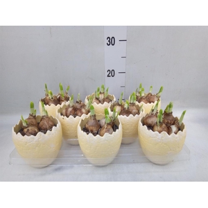 Arr.  Narcissus Tete Tete L%