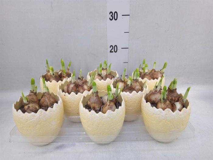 <h4>Arr.  Narcissus Tete Tete L%</h4>