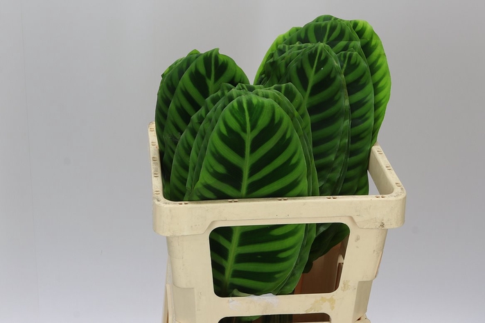 <h4>Calathea Zebrina</h4>