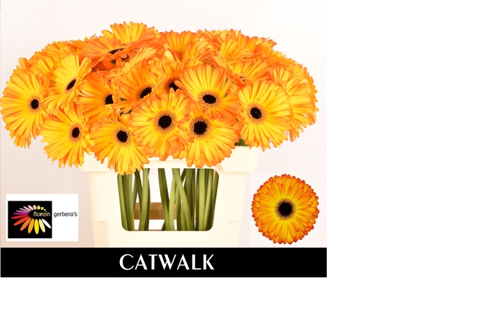 <h4>GE GR CATWALK water 996</h4>