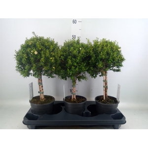 Myrtus communis