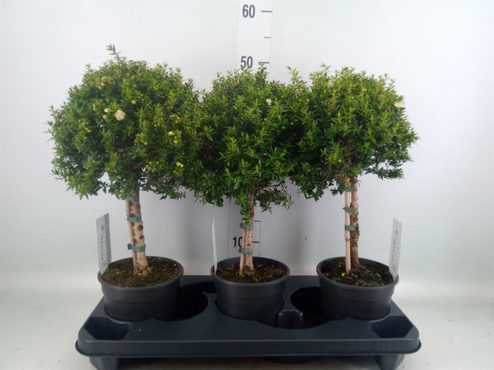 <h4>Myrtus communis</h4>