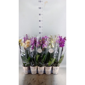Phalaenopsis   ...mix