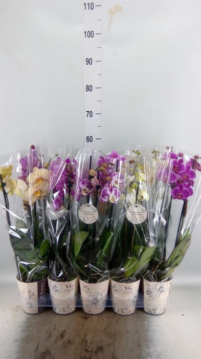 <h4>Phalaenopsis   ...mix</h4>