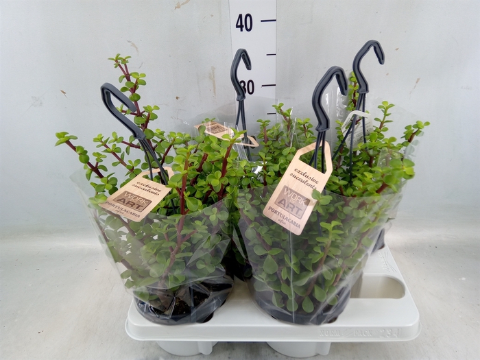 <h4>Portulacaria afra</h4>