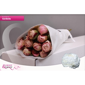 Paeonia Gardenia | Heavy Quality