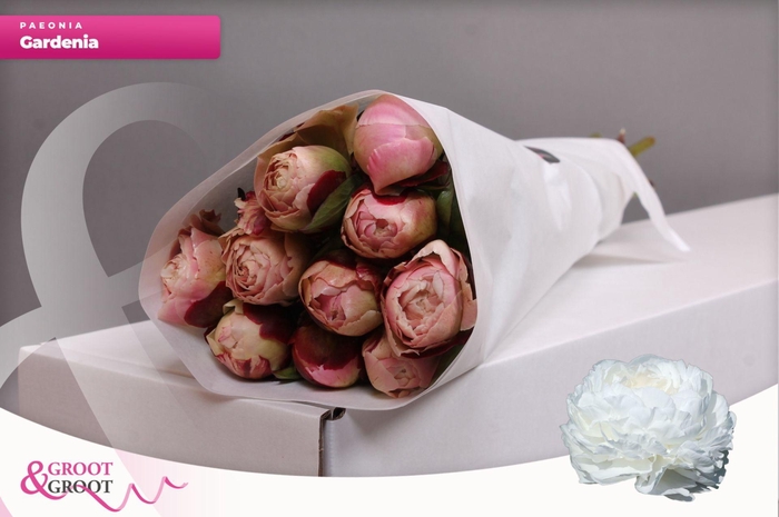 <h4>Paeonia Gardenia | Heavy Quality</h4>