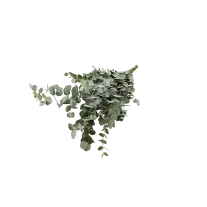 Euca Cinerea 300 Gram Z-africa
