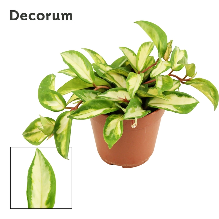 <h4>Hoya Carnosa 12 cm Tricolor (Decorum)</h4>