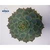 Echeveria Lindsyana Cutflower Wincx-8cm