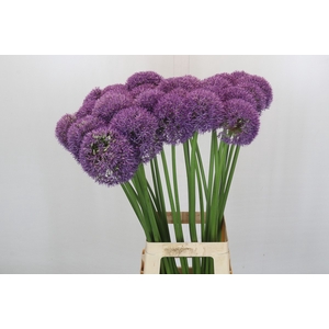 Allium Pinball Wizard