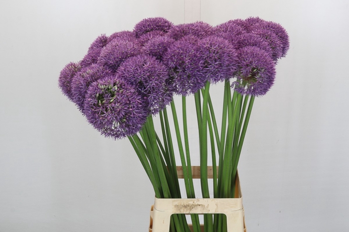 <h4>Allium Pinball Wizard</h4>