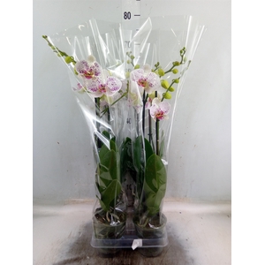 Phalaenopsis  'Bohemian Goya'