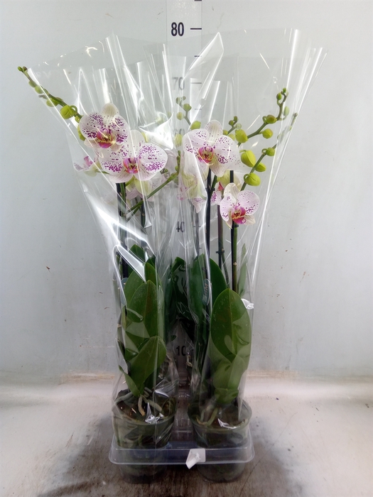 <h4>Phalaenopsis  'Bohemian Goya'</h4>