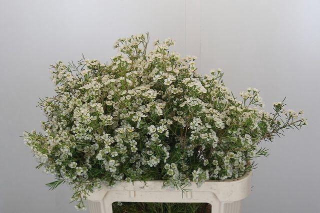 <h4>CHAME GRACE</h4>