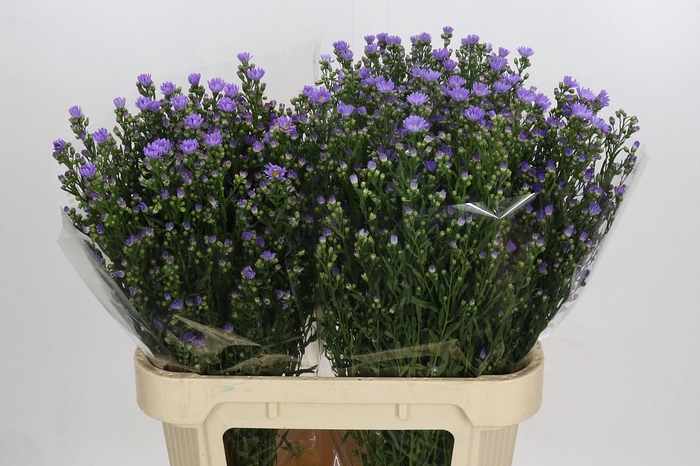 <h4>Aster Cassandra</h4>