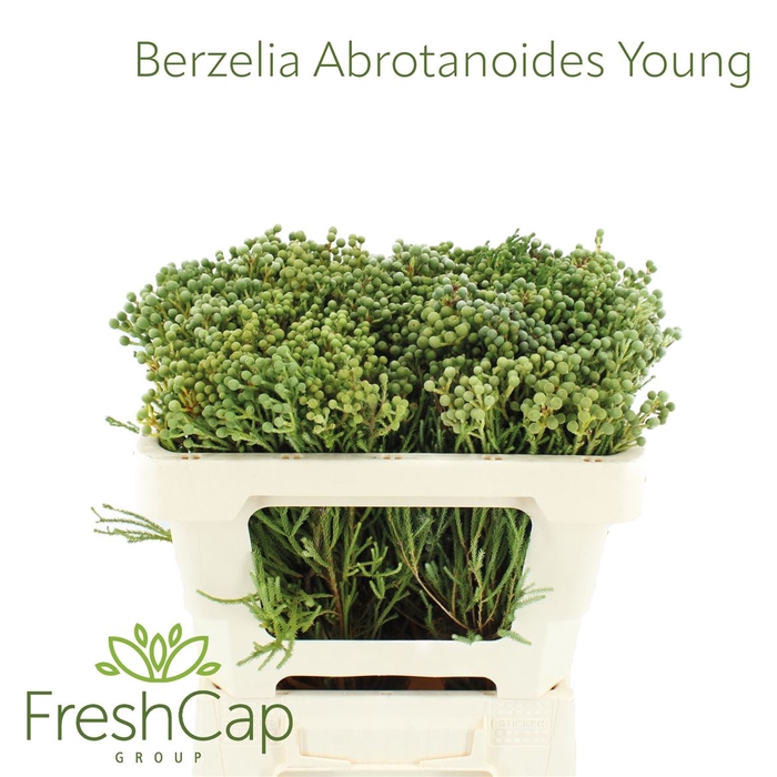 <h4>Berzelia Abrotanoides Young</h4>